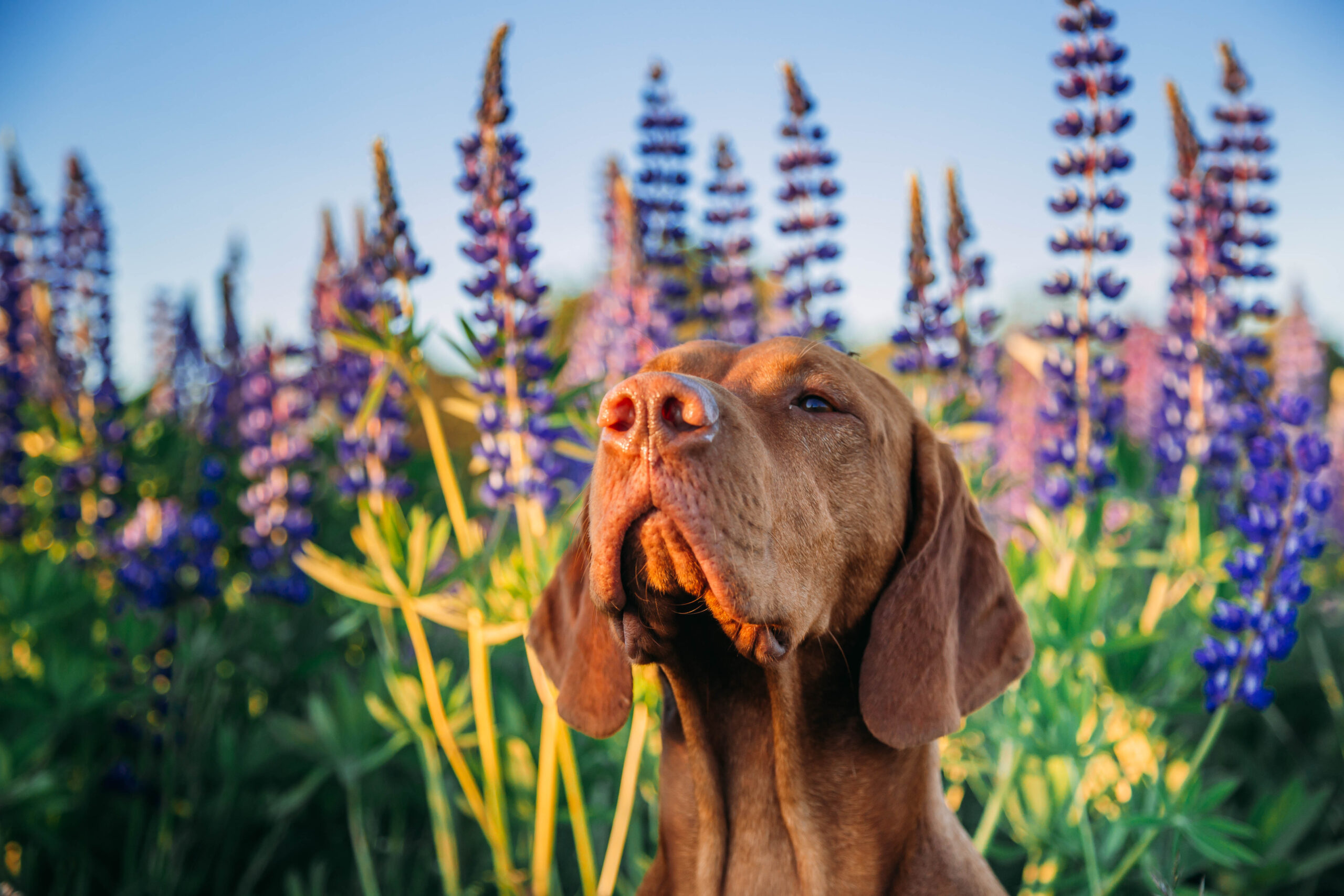Zašto su alergije kod pasa sve češće – i kako im prirodno pomoći?